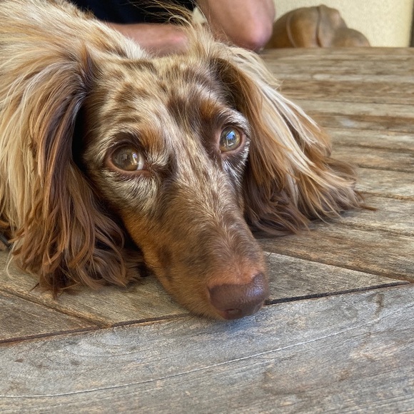 Meet your Posher, Kori - Picture 2 of 3